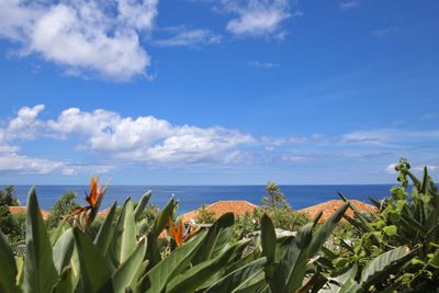 Plants growing on beach against sky