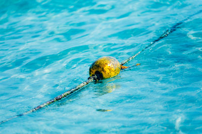 High angle view of crab swimming in sea