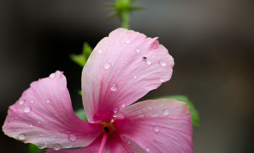 Close-up of raindrops on pink flower