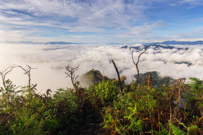 Scenic view of forest against sky