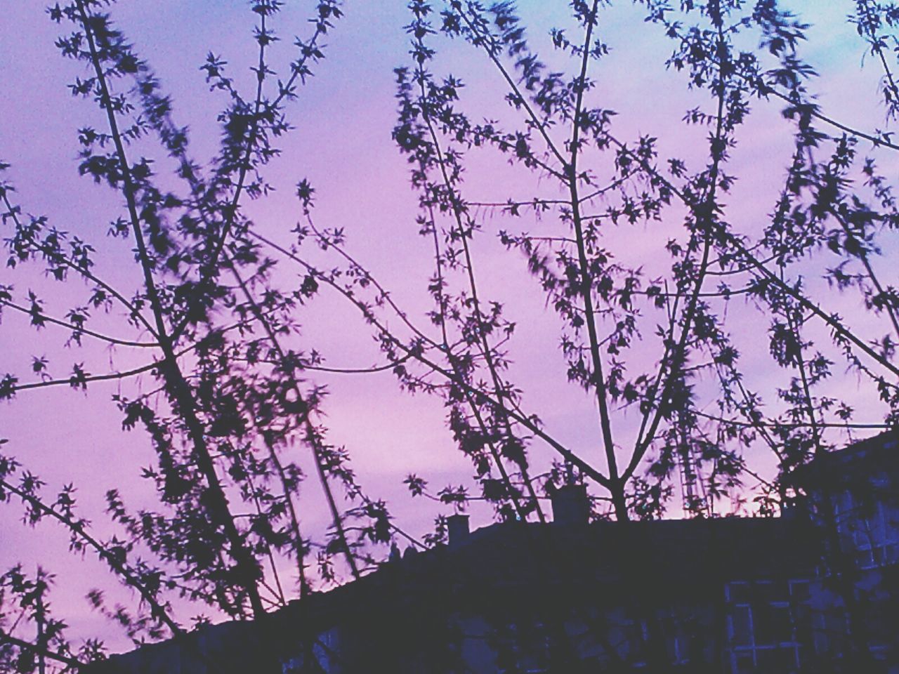 low angle view, branch, building exterior, built structure, architecture, tree, sky, clear sky, silhouette, growth, bare tree, nature, house, outdoors, no people, blue, sunset, sunlight, day, dusk