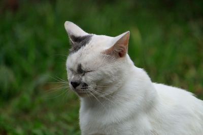 Close-up of a cat looking away