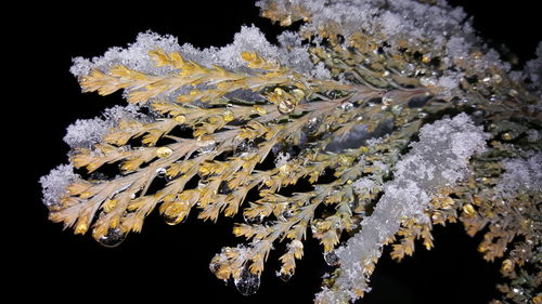 Close-up of leaves in water