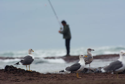 Group of seagulls with a fishermen on the background