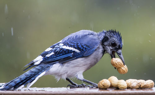 Close-up of bird perching on a lake