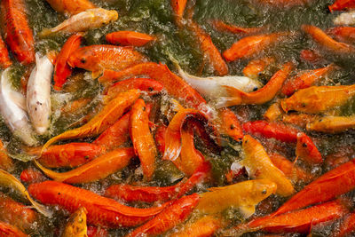 High angle view of koi carps swimming in lake