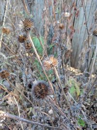 Close-up of thistle