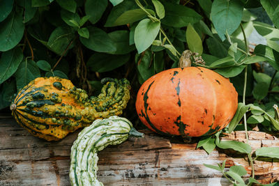 Close-up of pumpkin growing on plant