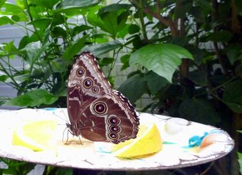 Close-up of butterfly on leaf