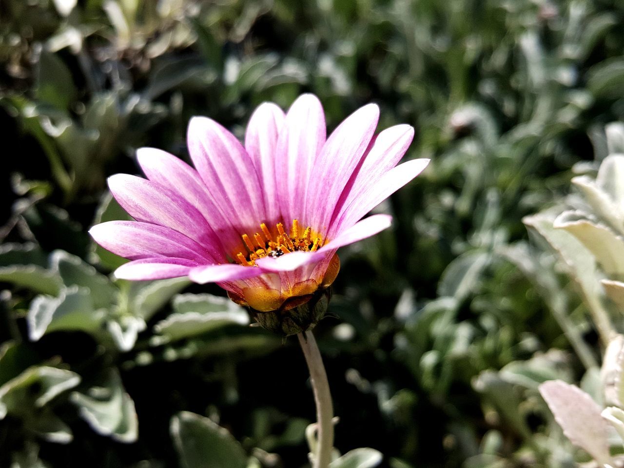 flower, beauty in nature, flowering plant, growth, plant, vulnerability, fragility, freshness, petal, flower head, inflorescence, close-up, pink color, focus on foreground, nature, pollen, day, no people, leaf, outdoors, gazania, purple