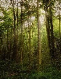 Trees in forest