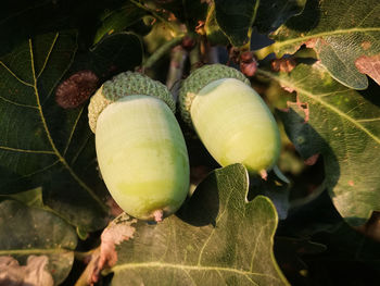 Close-up of fruit growing on tree