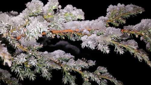 Close-up of flowers growing on tree