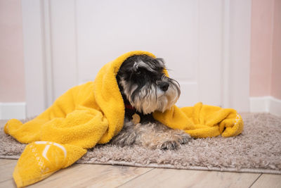 A black and silver schnauzer is lying on the carpet under a towel