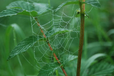 Close-up of spider on web