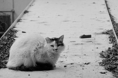 Cat sitting on footpath