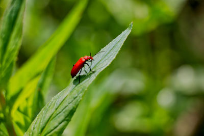 Close-up of insect on leaf