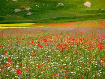 Poppies growing on field