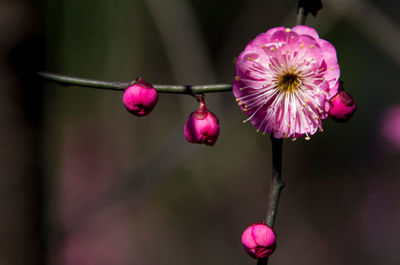 Close-up of pink flowers hanging on plant