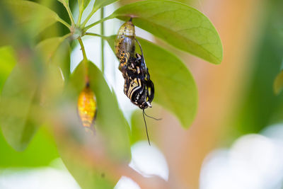 Close-up of butterfly pollinating flower