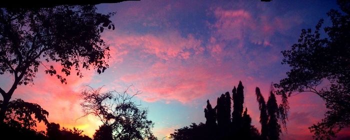 Silhouette of trees at sunset