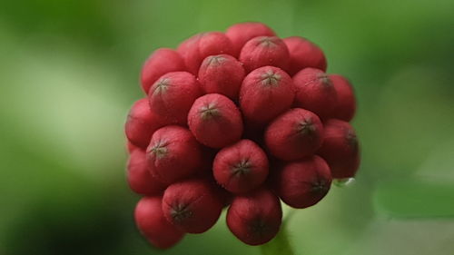 macro photography