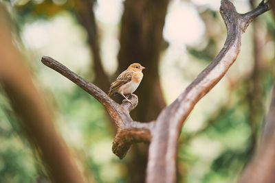 Close-up of bird perching on branch