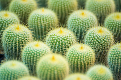 Full frame shot of succulent plant
