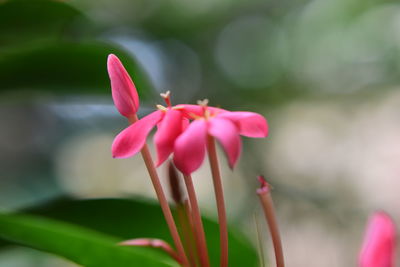 Close-up of pink flower blooming outdoors