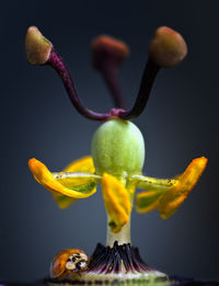 fruit