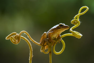 Close-up of insect on flower