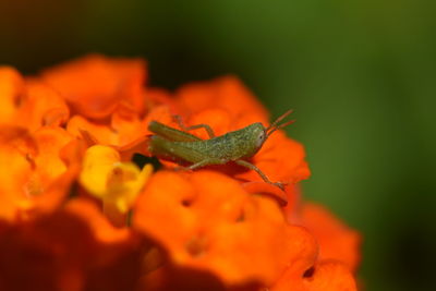 Close-up of orange flower on plant