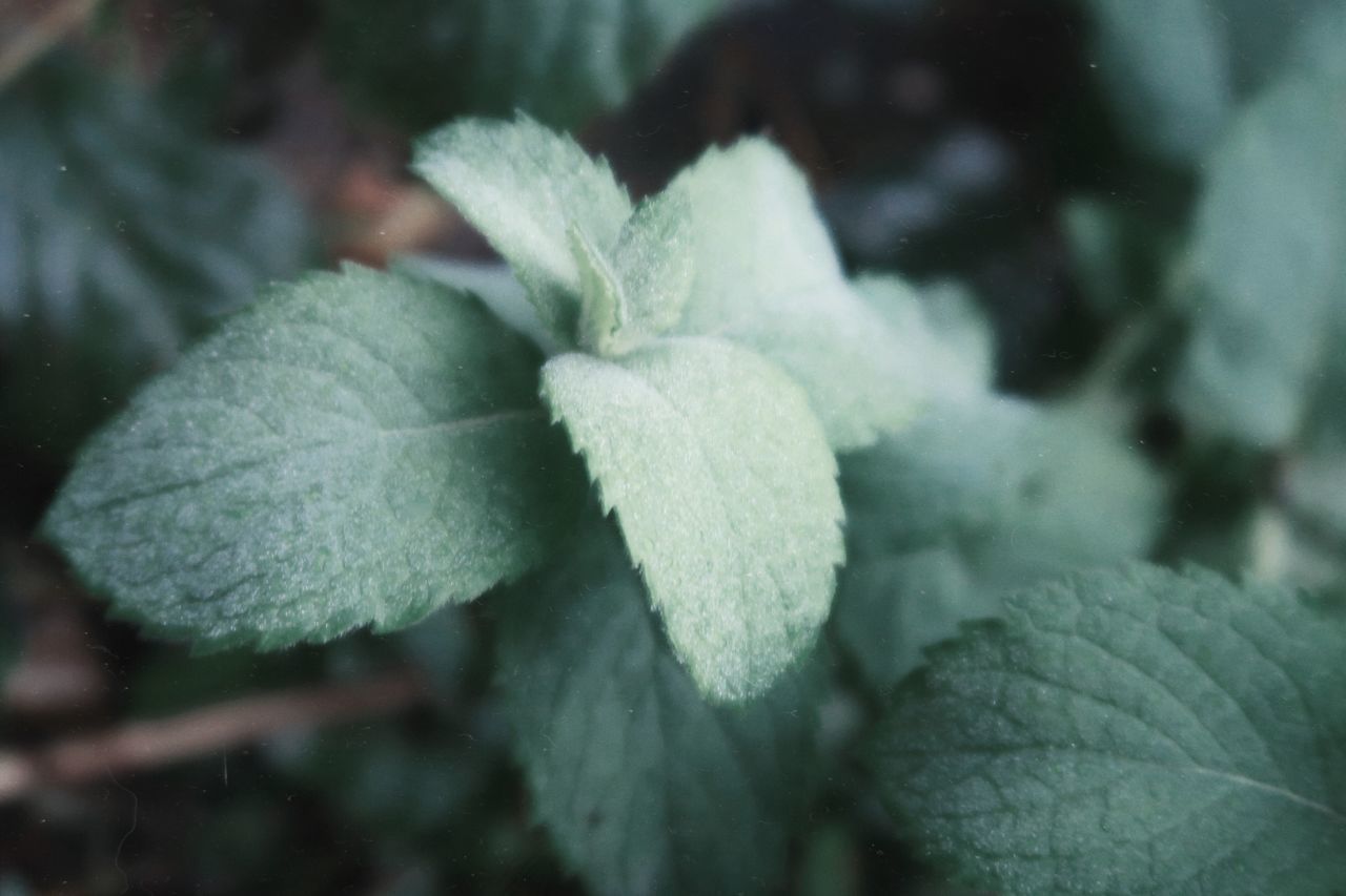 CLOSE-UP OF PLANT LEAVES