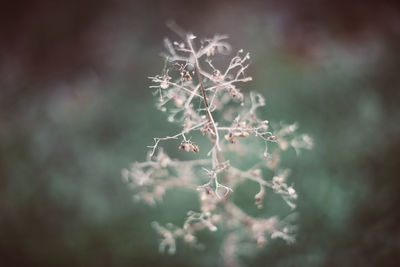 Close-up of snow on plant