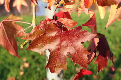 Close-up of red maple leaves on tree