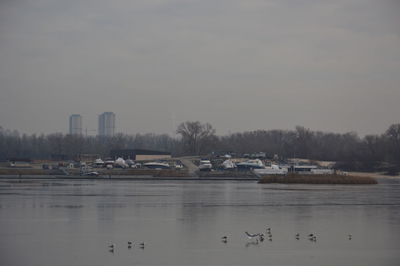 Birds in a lake