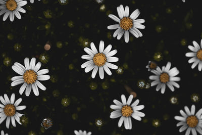 Close-up of white daisy flowers