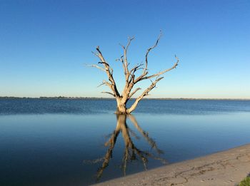 Bare tree by sea against clear blue sky