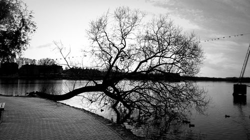 Reflection of trees in calm lake