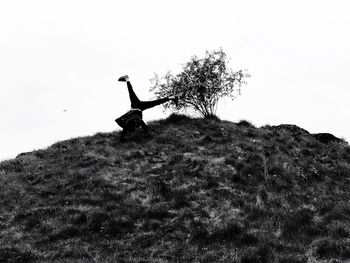 Low angle view of bird on tree against clear sky