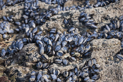 High angle view of muscles on rock