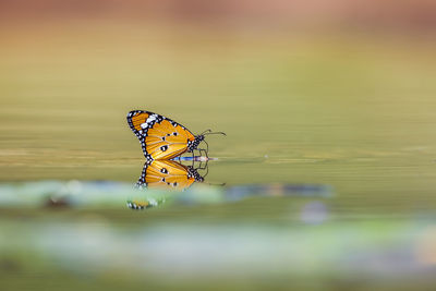 Close-up of butterfly