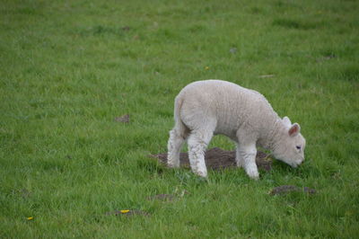 Sheep grazing on field