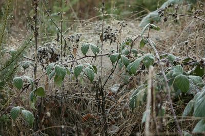 Close-up of plants