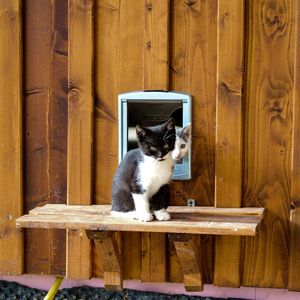 Cat sitting on wooden door