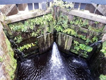 High angle view of waterfall plants in park