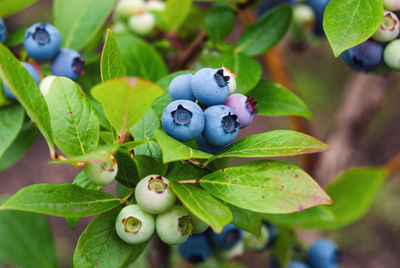 Close-up of fruit growing on plant