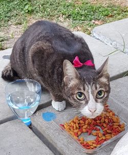 High angle view of cat