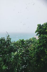 Wet plants against sky during rainy season