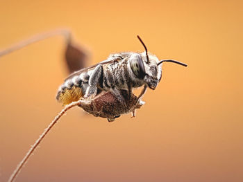 Close-up of insect